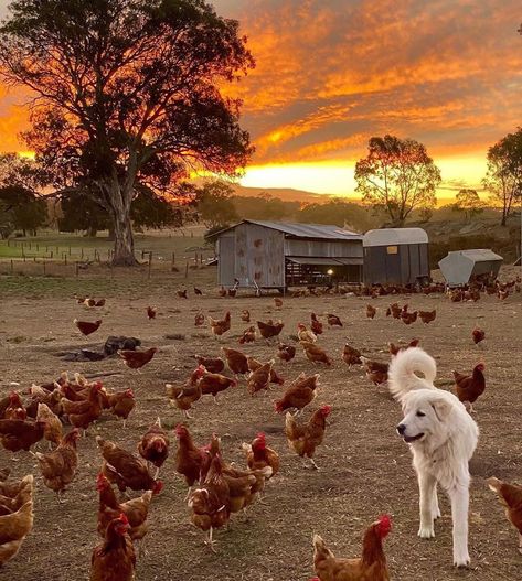 CountryHomeMagazine on Instagram: “Sunset on the farm ✨Photo: @thenaturaleggco #mycountryhome #farmlife #sunset #naturesbeauty #australia” Farm Lifestyle, Future Farms, Farm Photo, Country Lifestyle, Ranch Life, Images Esthétiques, Farms Living, Cute Animal Photos, On The Farm