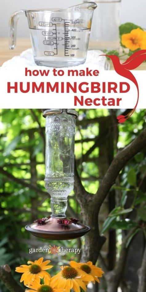 Humming Bird Feeders Recipe, Best Hummingbird Feeder Recipe, Diy Hummingbird Food Recipes, Humming Bird Food Recipe, Hummingbird Food Recipe Homemade, How To Make Hummingbird Food, Recipe For Hummingbird Food, Hummingbird Feeder Food, Humming Bird Nectar Recipe