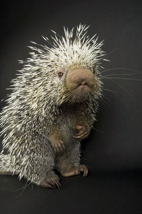 Baby Porcupine, Regard Animal, Sweet Animals, Animal Planet, Nature Animals, Animal Photo, Animals Friends, Beautiful Creatures