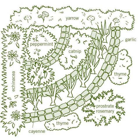 Herb Garden Design, Gardening Supplies, Medicinal Herb Garden, Medicinal Herbs Garden, Types Of Herbs, Medicinal Herb, Desain Lanskap, Mother Earth News, Tea Garden