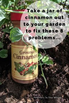 Cinnamon Garden, Funny Vine, Chicken Coop Garden, Taman Diy, Large Backyard Landscaping, Garden Remedies, Rooting Hormone, Vertical Garden Wall, نباتات منزلية