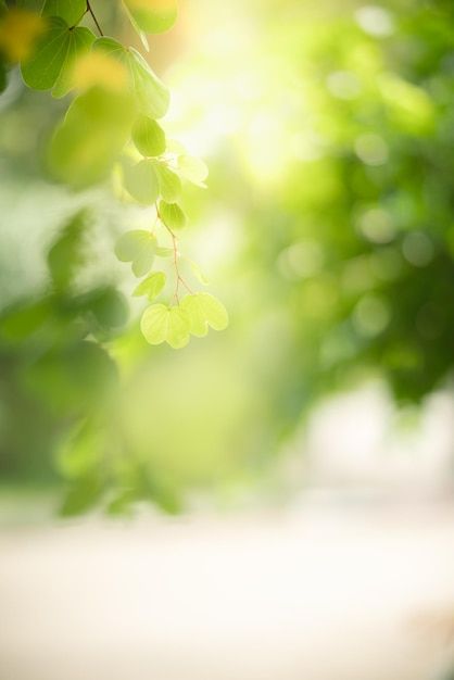 Beautiful nature view green leaf on blur... | Premium Photo #Freepik #photo #fresh-background #nature-blur #plant-texture #green-leaf Nature, Premium Photo Background, Green Photo Background, Green Plants Background, Green Blur Background, Green Leafy Background, Green Blurred Background, Blur Nature, Green Nature Background