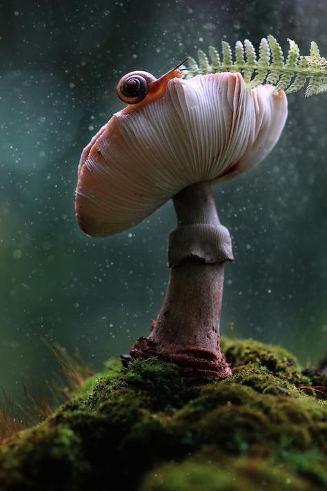 Macro Photography, Amazing Nature, Ikebana, Desen Realist, Mushroom Pictures, Mushroom Art, Photo Reference, Nature Animals, All Rights Reserved