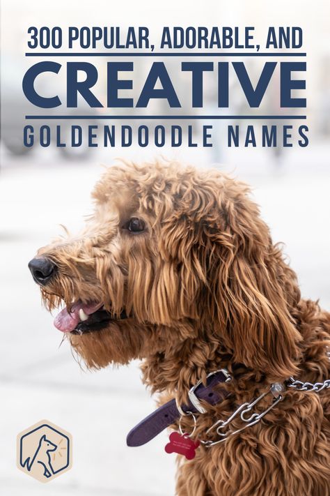 Goldendoodle Names Female, Golden Doodle Puppy Names, Labordoodle Puppy, Bernedoodle Names, Puppy Names Boy, Girl Puppy Names, Good Girl Names, Puppies Names Female, Goldendoodle Names