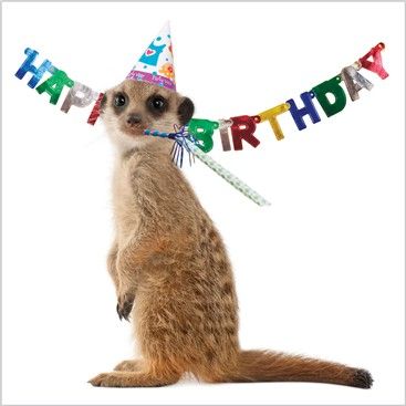 hb Meerkat Birthday, Funny Emoticons, Cards Birthday, Happy Birthday Images, Square Card, Freelance Artist, Birthday Images, Pack Of Cards, Happy Birthday To You