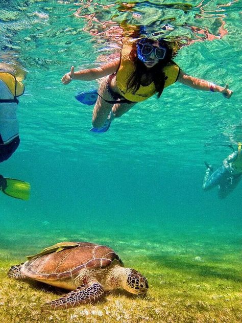 Swimming with the turtles in Akumal Bay, Mexico - such an amazing experience Gopro Pictures, Akumal Beach, Beach Breakfast, Akumal Mexico, America Trip, Travel 2024, Cancun Trip, The Turtles, Visual Board