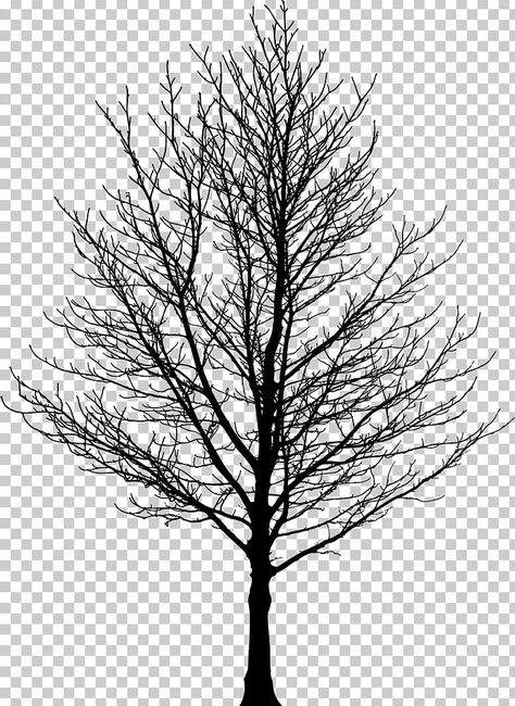 Black And White Tree Drawing, Tree Silloutes, Maple Drawing, Black And White Trees, Maple Tree Tattoos, Yoga Art Painting, Tree Photoshop, Forest Drawing, Drawing Png