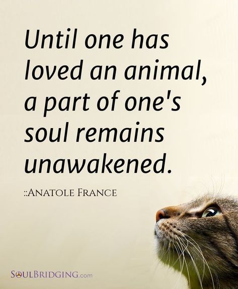 23 Amazing Quotes for Dog and Animal Lovers  #petloverquotes #dogquotes #doglover #animallover #petquotes Dog Quotes, Animal Lover Quotes, 15th Quotes, Animale Rare, Cat Quotes, Animal Quotes, An Animal, Amazing Quotes, Cat Love