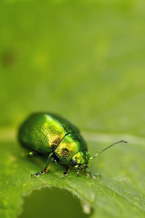 Junebug Insect, Green Bug, Green Beetle, Green Pictures, Beautiful Bugs, Arachnids, Simple Green, Bugs And Insects, Green Nature
