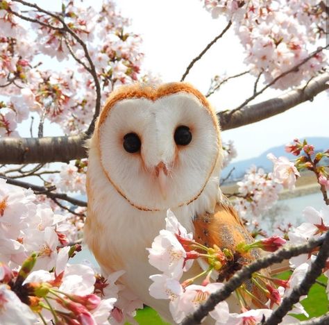 Cute Owl Aesthetic, Owl Aesthetic Cute, Barn Owl Aesthetic, Owls Aesthetic, Aesthetic Owl, Owl Aesthetic, Bird Aesthetic, Owls Cute, Baby Barn Owl
