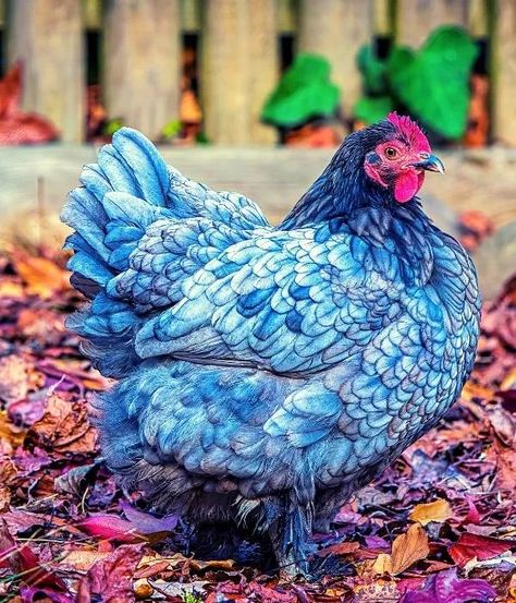 18 Blue Chicken Breeds: Rare, Eggs, Size, Weight, Use, Pictures Amigurumi Patterns, Wyandotte Chicken, Blue Chicken, Fancy Chickens, Beautiful Chickens, Hen Chicken, Chicken Lady, Blue Boy, Chicken Breeds