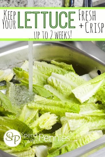 keep lettuce fresh Household Tips, How To Keep Lettuce From Turning Brown, Star Gaze, Spend With Pennies, Cheat Meal, Food Info, Food Preservation, Cooking Kitchen, Clean Recipes