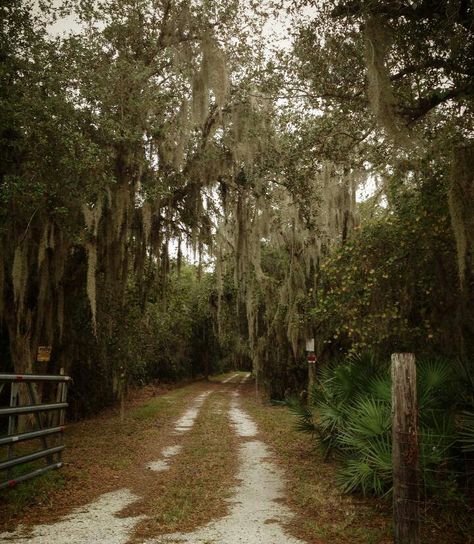 Old Florida...private road...like ones to the Myakka River East of Laurel FL... Nature, Gothic Florida Aesthetic, Rural Florida Aesthetic, Poor Southern Aesthetic, Old South Aesthetic, Florida Swamp Aesthetic, Dark Florida Aesthetic, Florida Gothic Aesthetic, Black Southern Aesthetic