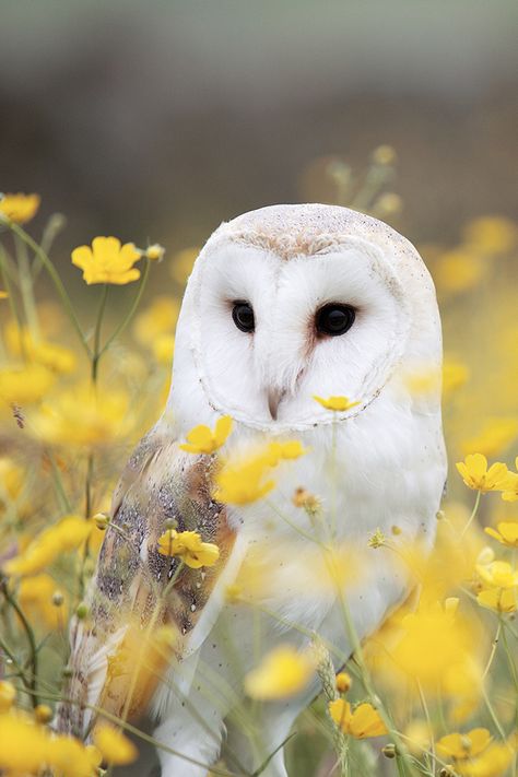 Beautiful owl photography, owl aesthetic Hufflepuff Aesthetic, Owl Wallpaper, Owl Pictures, Beautiful Owl, Owl Bird, Owl Print, Yellow Aesthetic, Barn Owl, Cute Owl