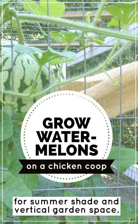 Growing Watermelons Vertically on a Chicken Coop as a Trellis - Hawk Hill Growing Watermelons, Watermelon Vines, Watermelon Leaves, Coop Run, Urban Chicken Farming, Watermelon Plant, How To Grow Watermelon, Portable Chicken Coop, Chicken Coop Run