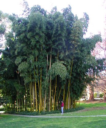 Phyllostacus vivax Permaculture, Awesome Gardens, Growing Bamboo, Bamboo Landscape, Bamboo Trellis, Bamboo Structure, Front Garden Landscape, Bamboo Garden, Grasses Garden