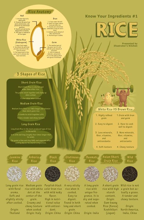 Rice is one of the most important crops in the world.   More than half of the people around the world eat rice.  There are many types of rice and people make various dishes with it.  *Click link for more information and food illustrations! Poster With Information, Food Infographic Poster, Rice Poster Design, Rice Infographic, Informative Poster Design, Food Infographic Design, Different Types Of Rice, Rice Illustration, Informational Poster