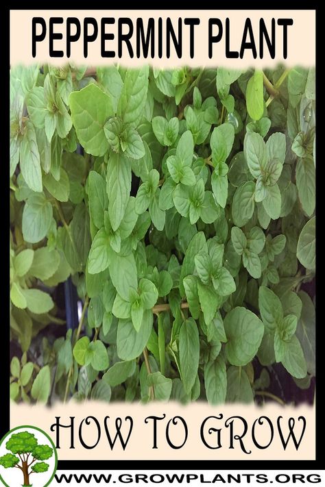 Pepermint Plant, Peppermint Plant, Peppermint Plants, Plant Tips, Indoor Flowering Plants, Easy Plants To Grow, Mint Plants, Gardening Plants, Fragrant Plant