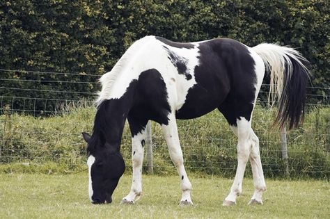 Zangersheide/Piebald/Nonstop Lightning UK Z - Uk and International Stud Farm: Stud Uk Euro Appaloosa Horses, Piebald Horse, Stud Farm, Horse Inspiration, Most Beautiful Horses, Horse Crazy, Rare Breed, Horses For Sale, Cute Horses