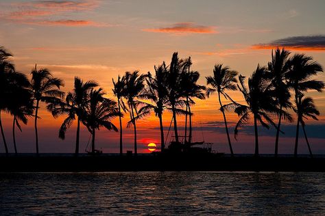 Fish, Fish Pond, Beach Resort, The Sunset, The Other Side, First Day, Hawaii