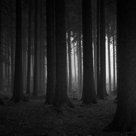 Nature, Black Forest Aesthetic, Black Metal Forest, Forest Travel, Black Forest Germany, Harlan Coben, The Black Forest, Travel Germany, Dark Magic