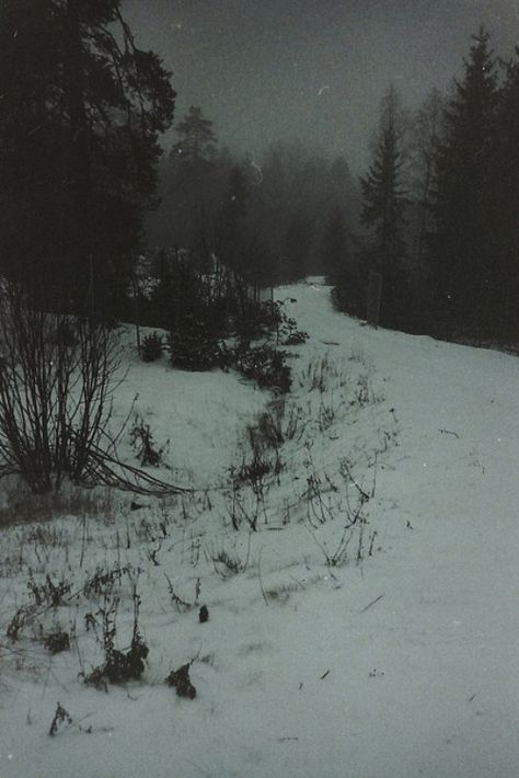 Dark forest Dark Forest Aesthetic, Dark Naturalism, Snow Forest, Cover Wattpad, Snowy Forest, Winter Scenery, Winter Forest, Dark Places, Dark Photography