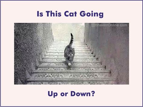 Viral Riddles: Is The Cat Going Up or Down? | BhaviniOnline.com Optical Illusion Stairs, Illusion Magic, Funny Optical Illusions, Cat Stairs, Eye Tricks, Cool Illusions, Funny Mind Tricks, Cool Optical Illusions, Brain Tricks