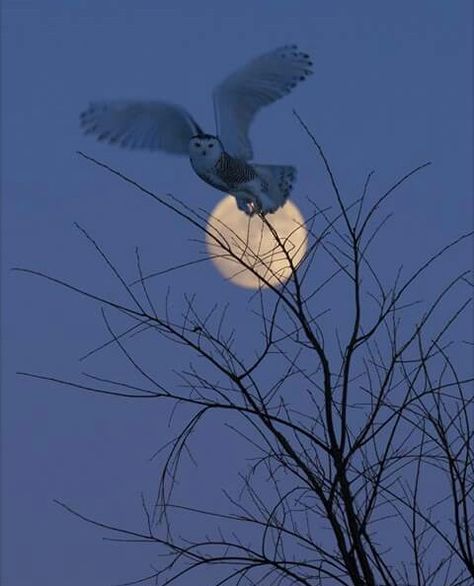 Night Photography, Snowy Owl, Mystic Moon, Shoot The Moon, Moon Pictures, Moon Lovers, Beautiful Moon, Owl Art, Nature Animals