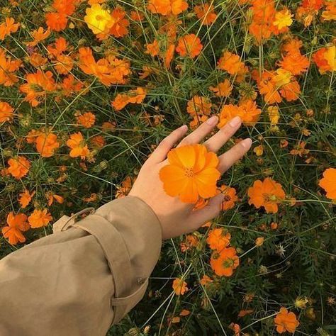 Aesthetic pictures ;) - ➿Orange➿ - Wattpad Channel Orange, Orange Icons:), Plant Aesthetic, Orange Aesthetic, Orange Wallpaper, Trendy Flowers, Color Naranja, Spring Aesthetic, Yellow Aesthetic