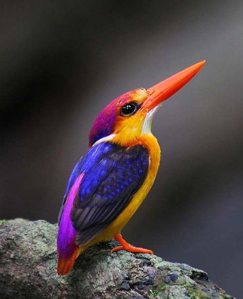 Burung Raja Udang, Kingfisher Bird, Most Beautiful Birds, Animale Rare, Airbrush Art, Haiwan Peliharaan, Nature Birds, Colorful Animals, Tropical Birds