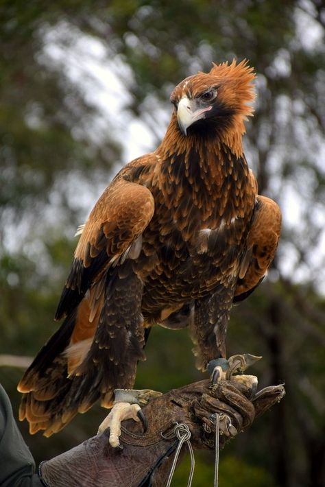 More than 260 bird species call Kangaroo Island home, and it is here that you have the unique opportunity to get up close and personal with Australia’s most impressive birds of prey. Cool Birds Of Prey, Raptor Bird Of Prey, Raptors Bird, Big Birds, Kangaroo Island, Bird Hunting, Australian Birds, Rare Birds, Beautiful Bird