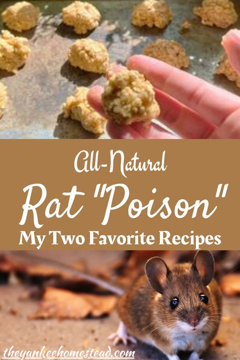 Diy Mouse Repellent Homemade, Kill Rats Fast, How To Get Rid Of Rats In The House, Mice Bait, Homemade Rat Poison, Natural Rat Repellent, Diy Mice Repellent, Mouse Poison, Mouse Bait