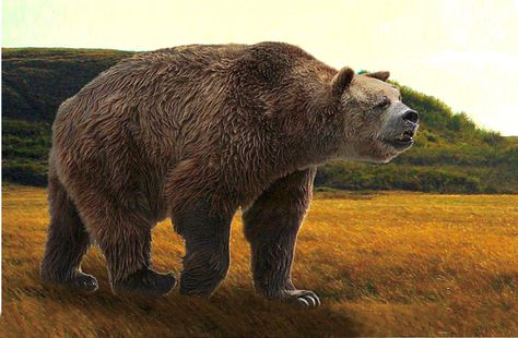 The giant short-faced bear (Arctodus Simus), which lived during the Pleistocene about 800,000 - 11,000 years ago in what is now the United States and Canada. It’s believed the bear averaged 2,000 pounds and stood six foot tall at the shoulder. Croquis, Short Faced Bear, Walking With Dinosaurs, Prehistoric Man, Deer Species, Giant Animals, Prehistoric Wildlife, Paleo Art, Our Earth