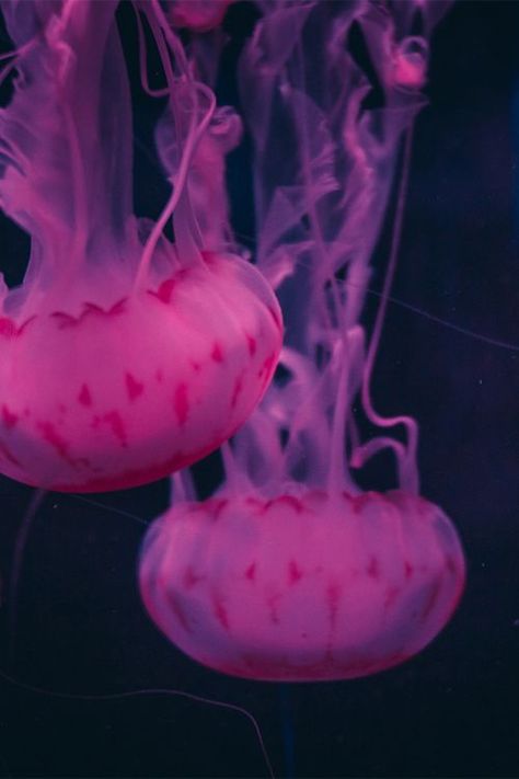 jellyfish Pink Jellyfish, Beautiful Sea Creatures, Underwater Life, Wisdom Teeth, Water Life, Foto Art, Ocean Creatures, Beautiful Ocean, Ocean Animals