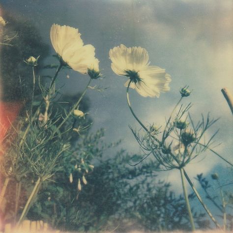 by Sara Robinson Le Vent Se Leve, Seni Vintage, Spotify Covers, Nature Aesthetic, Film Aesthetic, Grafik Design, Pretty Flowers, Pretty Pictures, Film Photography