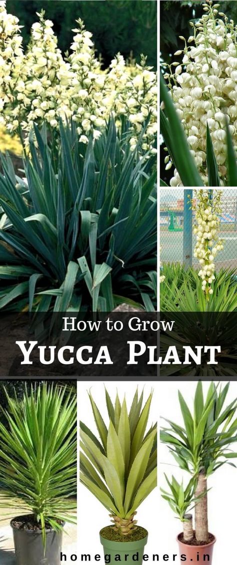 Yucca plants Caring: Why Do People Think Yucca Plant is a Good Idea? Yucca Plant Indoor, Yukka Plant, Yucca Plant Care, Arizona Plants, Yucca Tree, Snake Plant Care, Yucca Plant, Potted Plants Outdoor, Perennial Shrubs