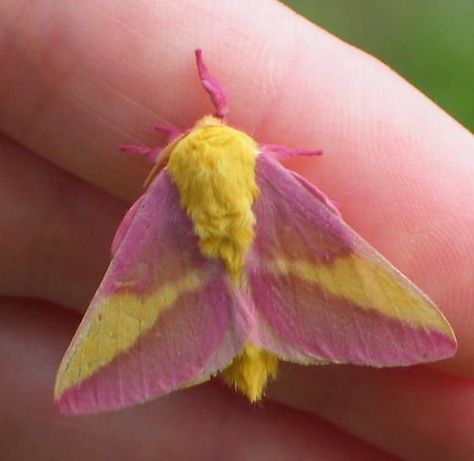 Maple Moth, Pink Moth, Rosy Maple Moth, Moth Caterpillar, Cool Bugs, A Bug's Life, Beautiful Bugs, Creepy Crawlies, Bugs And Insects