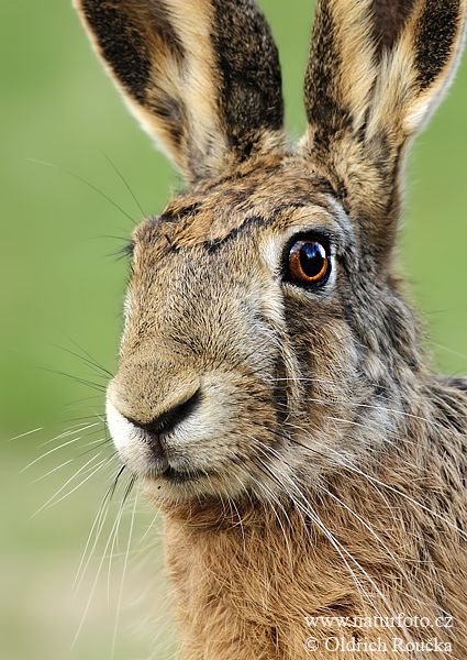 Brown Hare Pictures, Brown Hare Images | NaturePhoto Hare Photos, Hare Images, Nature Wallpaper Aesthetic, Hare Pictures, Wild Hare, Animals Tattoo, Tattoo Nature, Rabbit Photos, Photo Animaliere