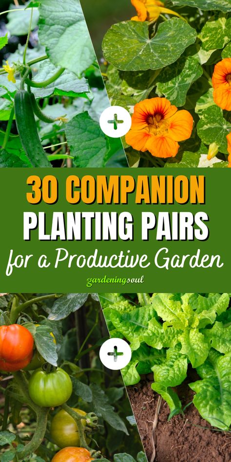 30 Companion Planting Pairs for a Productive Garden Calendula Companion Planting, Planting Companions Chart, Vegetable Companion Planting Charts, Companion Planting Chart Raised Beds, Succession Planting Chart, Companion Gardening Chart, Carrot Companion Plants, Planting Basil, Squash Companion Plants