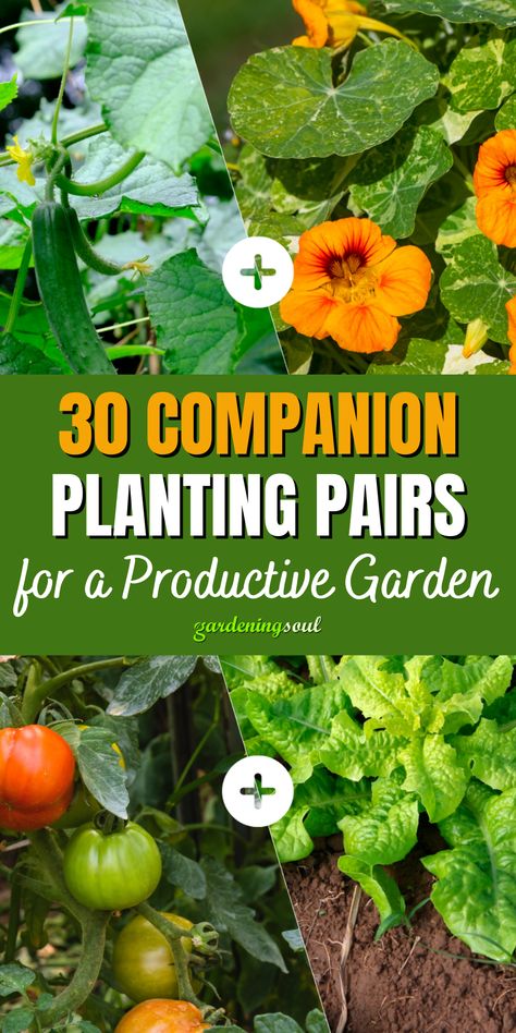 30 Companion Planting Pairs for a Productive Garden Calendula Companion Planting, Planting Companions Chart, Vegetable Companion Planting Charts, Companion Planting Chart Raised Beds, Companion Gardening Chart, Carrot Companion Plants, Planting Basil, Squash Companion Plants, Onion Companion Planting