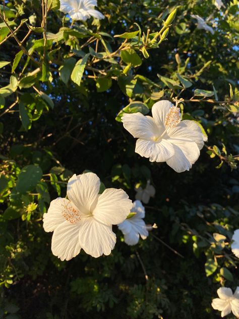 stunning white hibiscus tree at sunset Bonito, Italian Flowers Aesthetic, Dreamy Floral Aesthetic, Mediterranean Vibes Aesthetic, Italian Spring Aesthetic, Aesthetic Summer Flowers, White Hibiscus Flower Aesthetic, Flowers Vision Board, Flower Beach Aesthetic