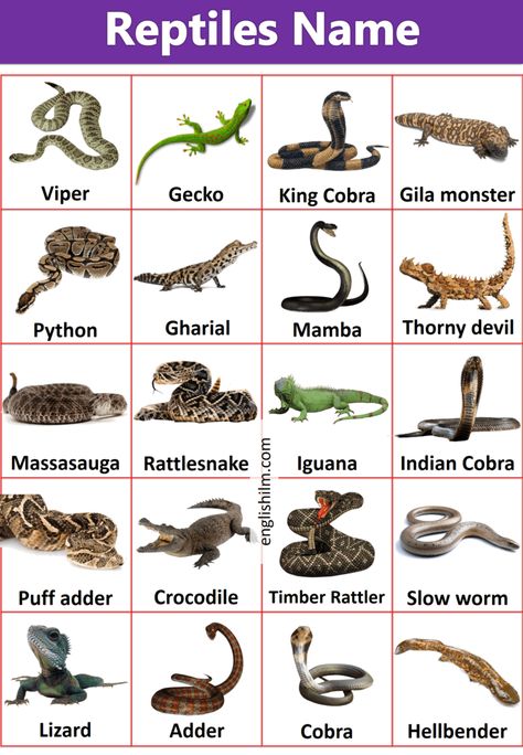 Birds Name List, Pictures Of Reptiles, Animals Name List, English Picture Dictionary, Human Body Vocabulary, Fruits Name In English, Simple English Sentences, Animals Name In English, General Knowledge For Kids