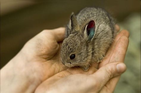 Fighting extinction in the Pacific Northwest | Oregon Zoo Pacific Northwest, Rabbits, Endangered Species, Rabbit Species, Rabbit Breeds, Small Rabbit, Nature Conservation, Wildlife Conservation, Small Pets