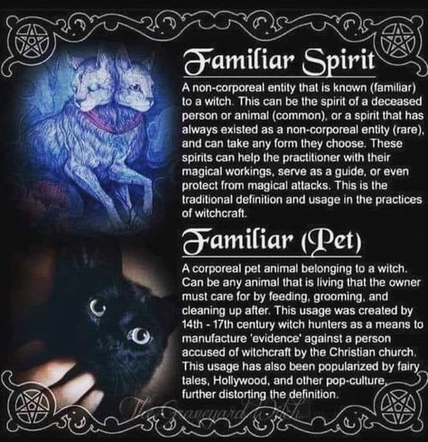 Animals As Omens, Animal Omens, Find Your Spirit Animal, Witch Life, Cat Spirit, Witches Familiar, Pagan Spirituality, Tarot Magic, Witch Tarot