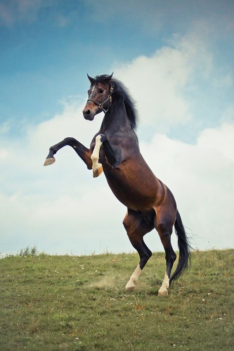 They can stand on two legs. They can stand on two legs like a goddamn human. | 21 Reasons Horses Will End Humanity Wild Horses, Trakehner, Horse Breeds, Horse Rearing, Horse Facts, Horse Equipment, Horse Drawings, Horse Coloring, Animal Companions