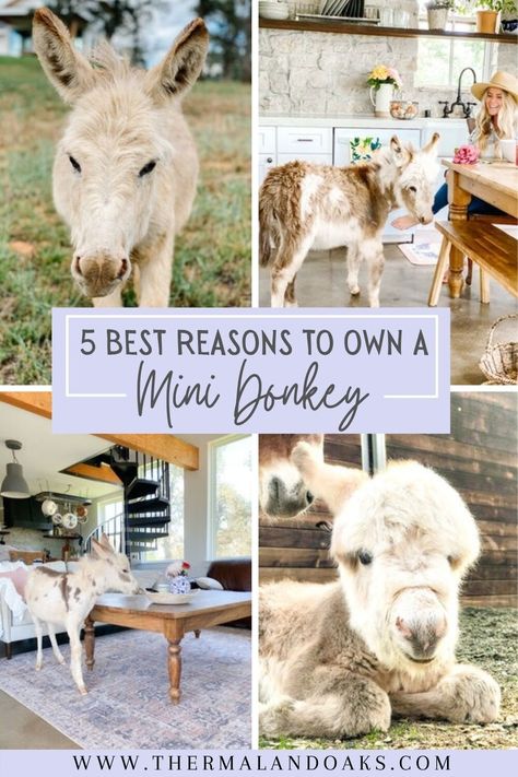 Mini Donkeys: 5 Reasons to Have Them — Thermaland Oaks Mini Backyard Farm, Mini Highland Cow Shelter, Mini Hobby Farm, Mini Cow Farm, Cool Farm Animals, Mini Farm Layout Ideas, Best Farm Animals For Beginners, Small Holding Farm Ideas, Donkey Enclosure Ideas