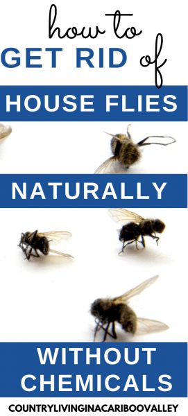 Natural Ways to Get Rid of House Flies - Country Living in a Cariboo Valley Nature, Flys In The House, How To Catch Flies, Home Remedies For Flies, Get Rid Of House Flies, House Fly Traps, Fly Remedies, Killing Flies, Homemade Fly Traps