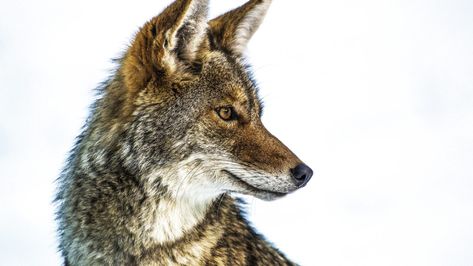 The Howling: Why You’re Hearing Coyotes This Month – Cool Green Science Nature, Coyote Aesthetic, Coyote Wallpaper, Coyote Drawing, Coyote Animal, Wolf Hybrid, Wallpaper Animal, The Howling, Urban Park