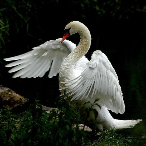 So graceful! Swan with one extended wing... Swan Taking Flight, Swan Reference Photo, Swan Anatomy, Swan Reference, Swans Photography, Swan Flying, Swan Photos, Swan Images, Flying Swan