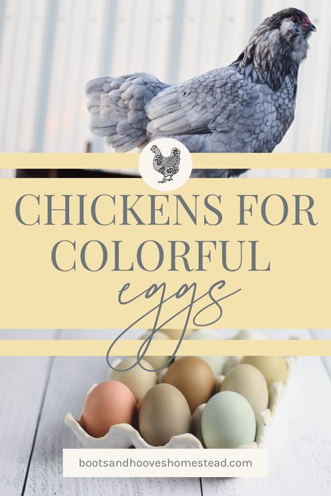 What are the best chickens for colorful eggs? In this post we will review the top 9 breeds that will give you a multi-colored egg basket. Chickens can lay many different colors of eggs including white, brown, chocolate, speckled, green, blue, pink and a even a purple-ish color. Egg color is determined by the breed of the chicken. And, while there are many different egg colors each breed or individual chicken will only lay one color of egg for their entire life. Chicken Breed Egg Color Chart, Blue Egg Laying Chickens, Chickens And Egg Colors, Colored Eggs Chickens, Types Of Chickens And Their Eggs, Chicken Breeds And Egg Color, Chicken Egg Colors And Breeds, Cinnamon Queen Chicken, Best Chickens For Eggs